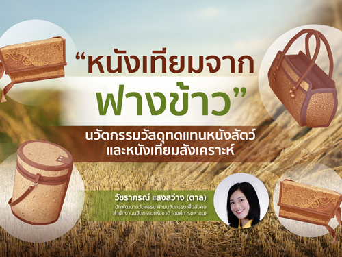 “หนังเทียมจากฟางข้าว” นวัตกรรมวัสดุทดแทนหนังสัตว์และหนังเทียมสังเคราะห์